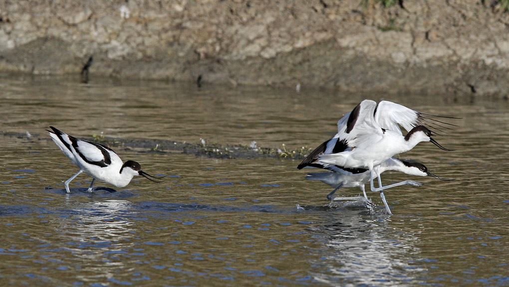 avocette atroisb_modifié-1 - Copie.jpg