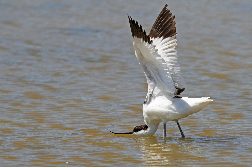 avocette attitude b_modifié-1 - Copie.jpg