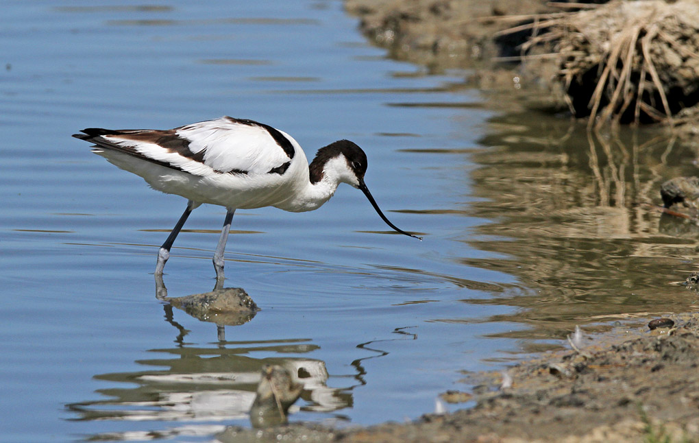 avocette reflet_modifié-1 - Copie.jpg