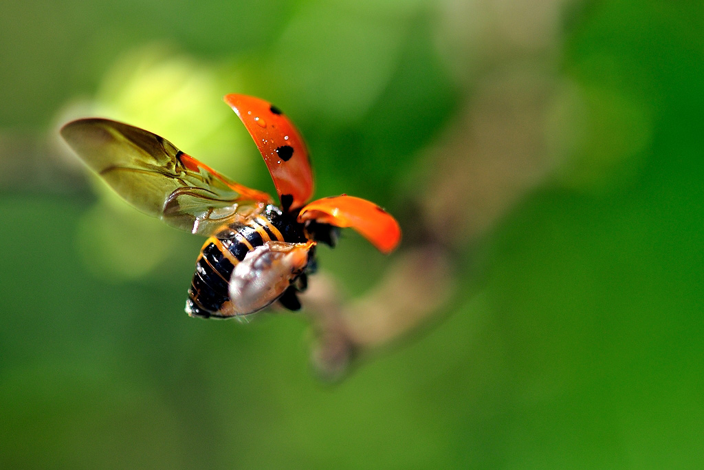 Coccinelle_MSBPhotography.jpg