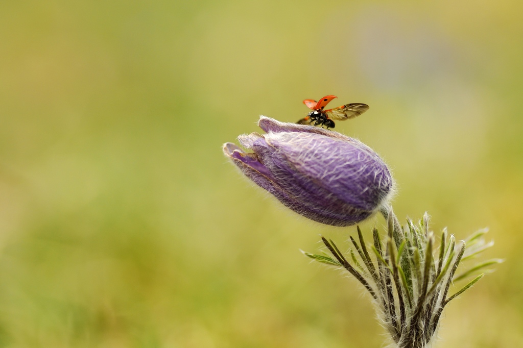 1-L'envol de la coccinelle_jpg.jpg