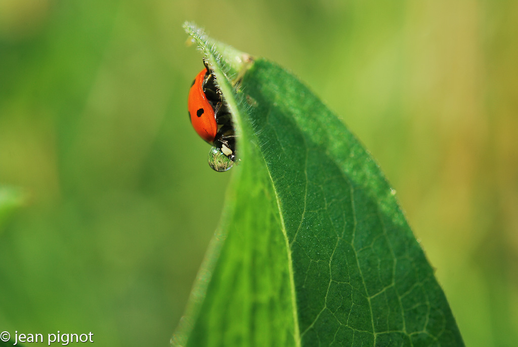 coccinelle concour-3.jpg