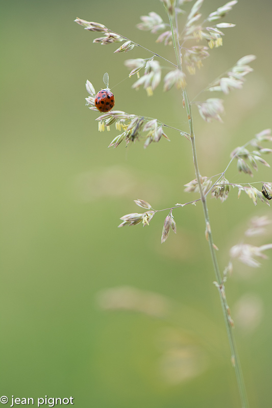 coccinelle concour-2.jpg