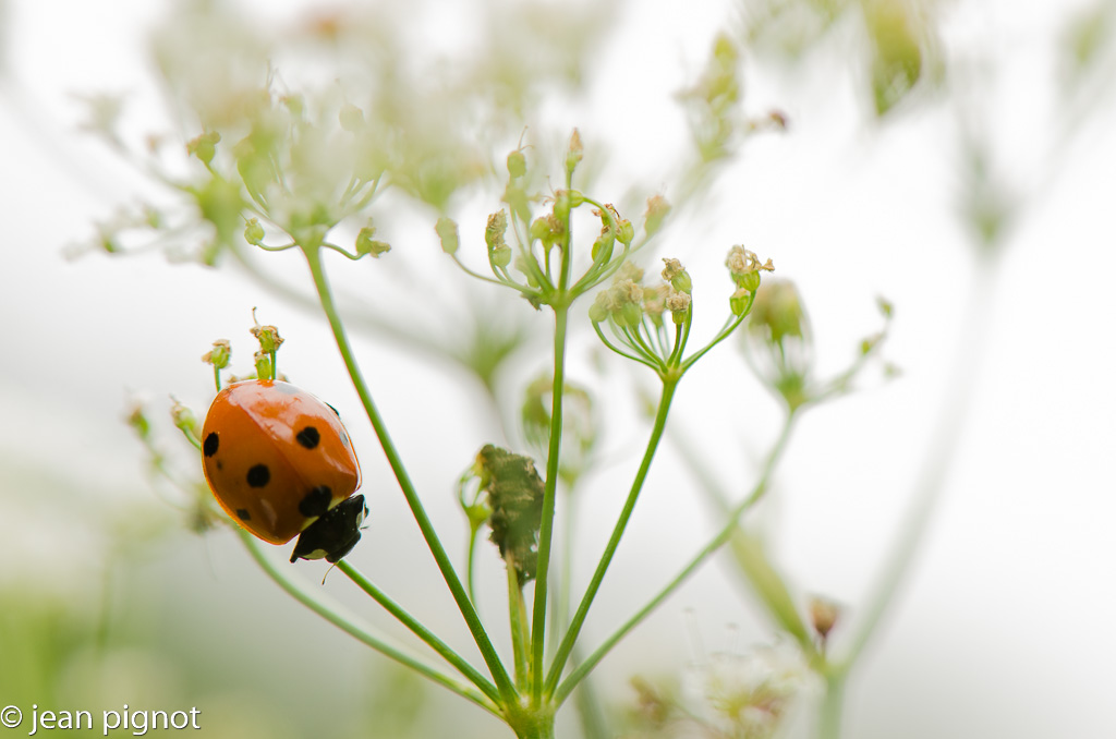 coccinelle concour.jpg