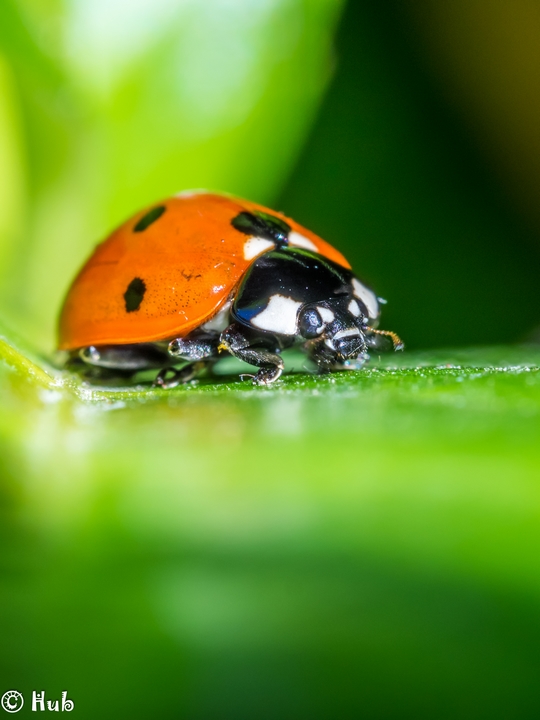 Coccinelle_003.jpg