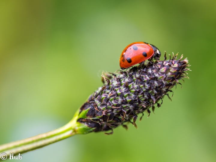 Shooting coccinelle_004.jpg