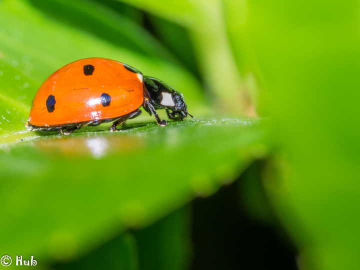 Coccinelle_005.jpg