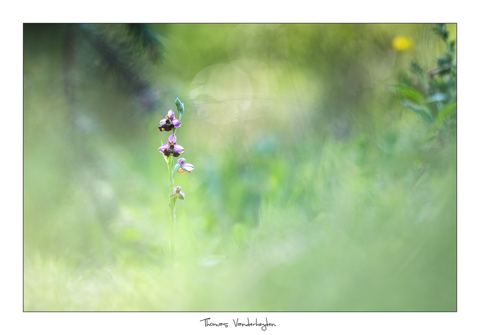 2017Ophrys fuciflora#4I&N.jpg