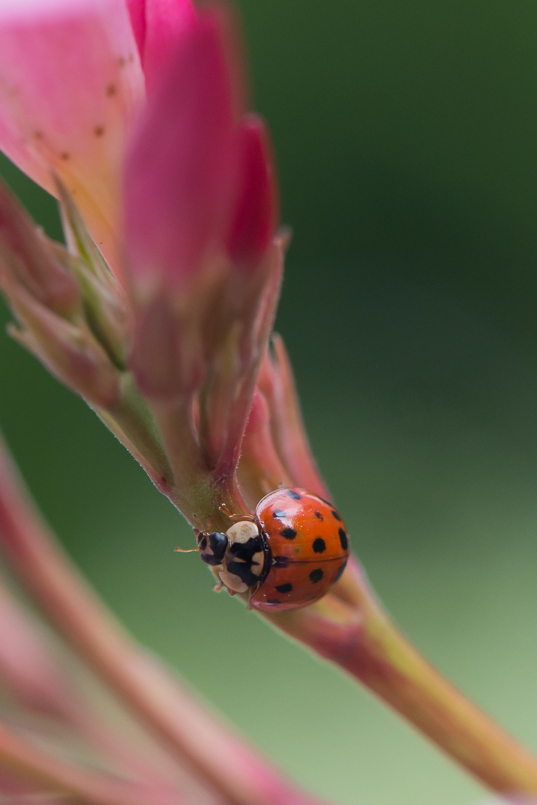 Coccinelles Image et nature.jpg