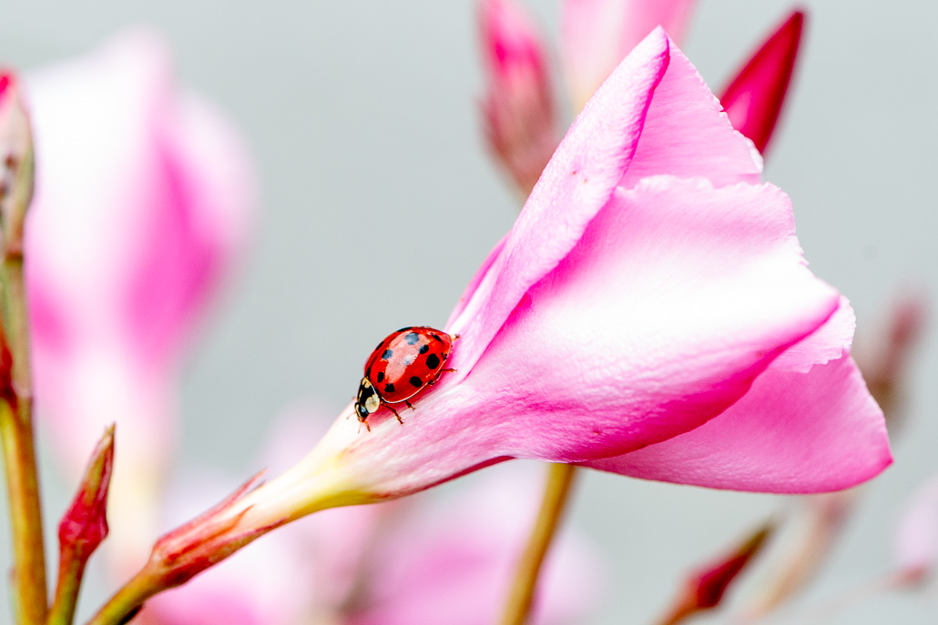 Coccinelles Image et nature-2.jpg