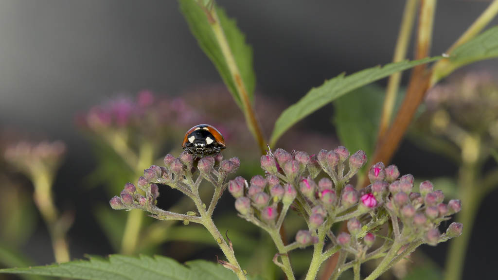 Coccinelle 7 points #2.jpg