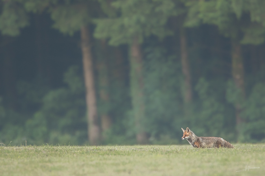 forum I et N netté forum I et N 2017-06 renard roux 049.jpg