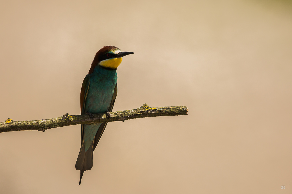 Guêpier d'Europe (Merops apiaster)-6.jpg