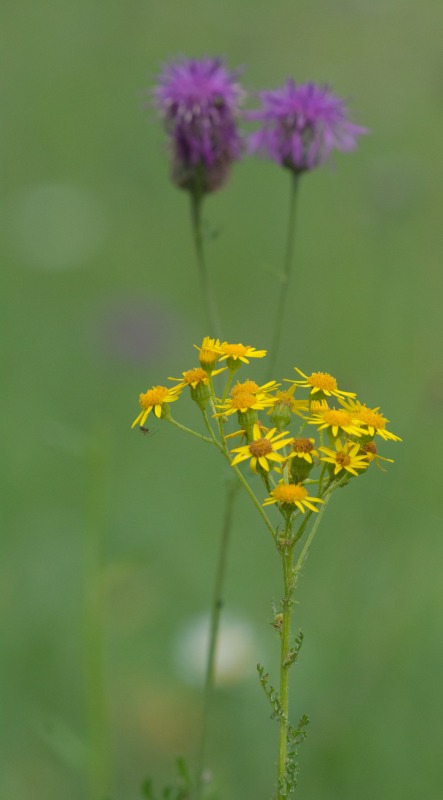 duo de fleurs  800.jpg