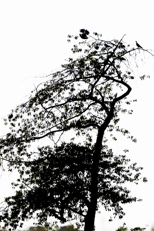 Arbre et oiseaux fond blanc-1.jpg