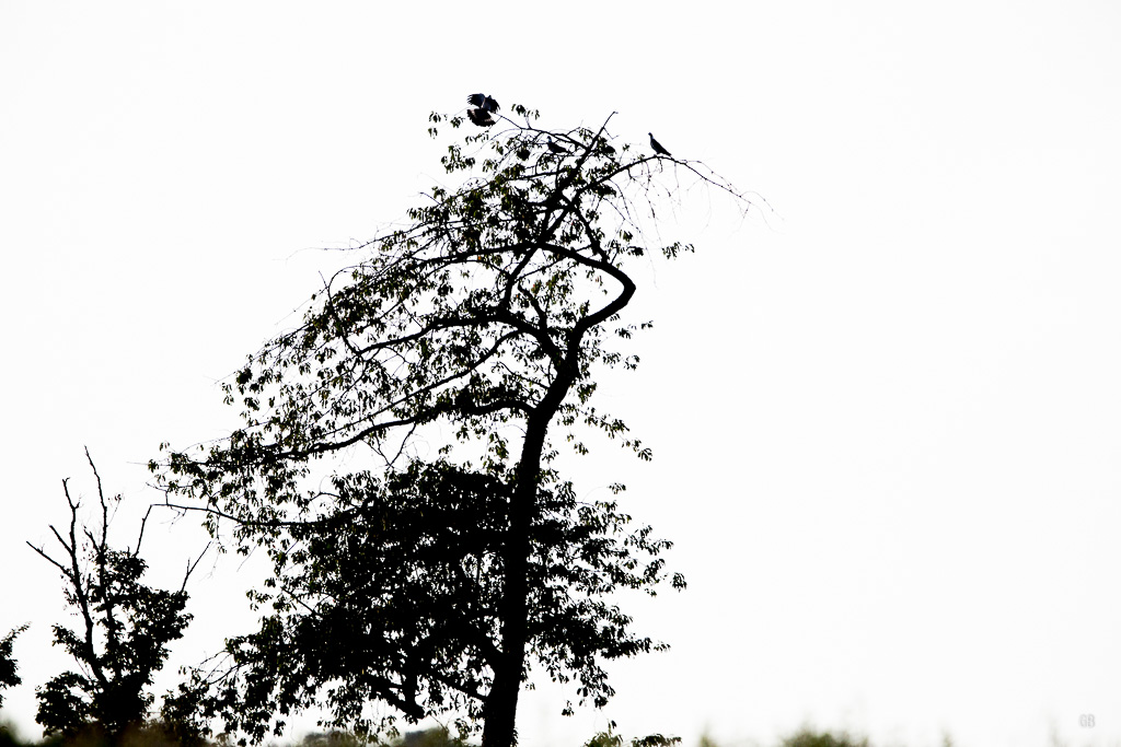 Arbre aux oiseaux.jpg