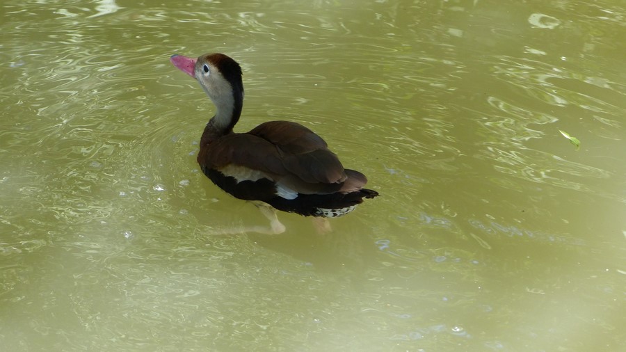 Arboretum St. Martin de Crau - 03.07.2017 397.JPG