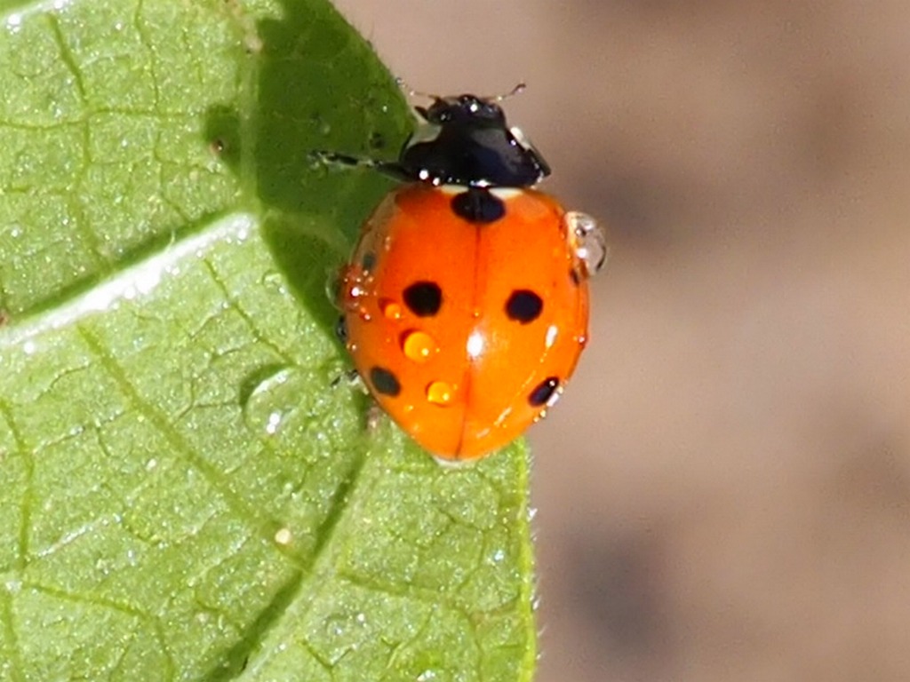 coccinelle3.JPG