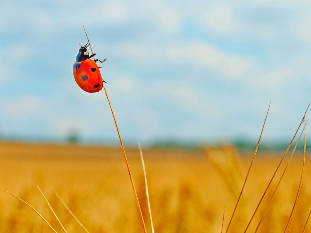 Coccinelle1.JPG