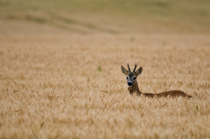 1 brocard dans le blé 800.jpg