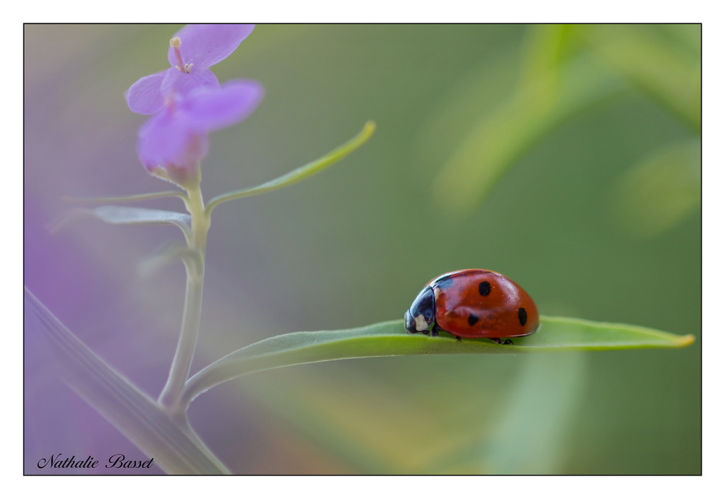 coccinelle 21  06 17   01-4787.jpg