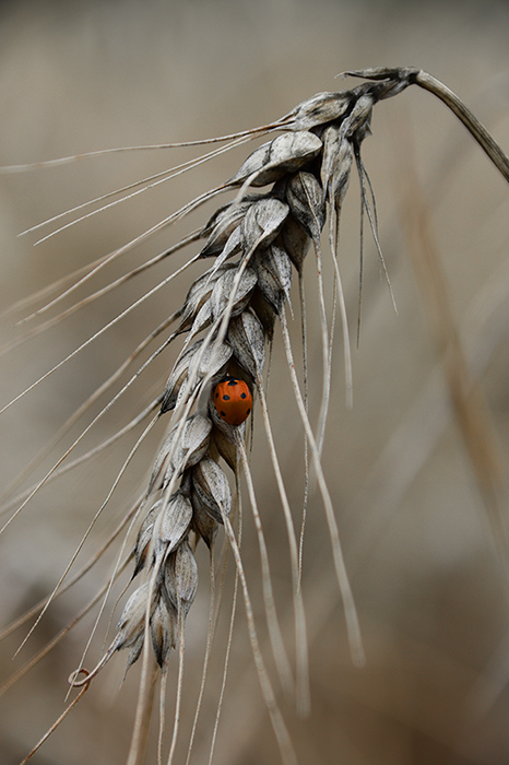 MPAJOT_COCCINELLE_RUBIS_DS_LEPI-web.jpg