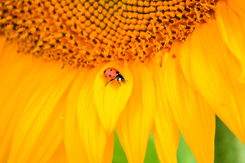 MPAJOT_COCCINELLE_TOURNESOL_SOLEILDUPERIGORD.jpg