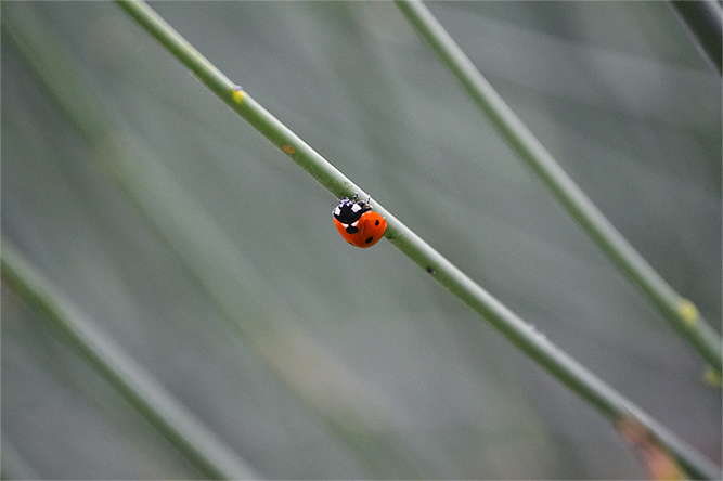 MPAJOT_SIMPLE_COCCINELLE-web.jpg