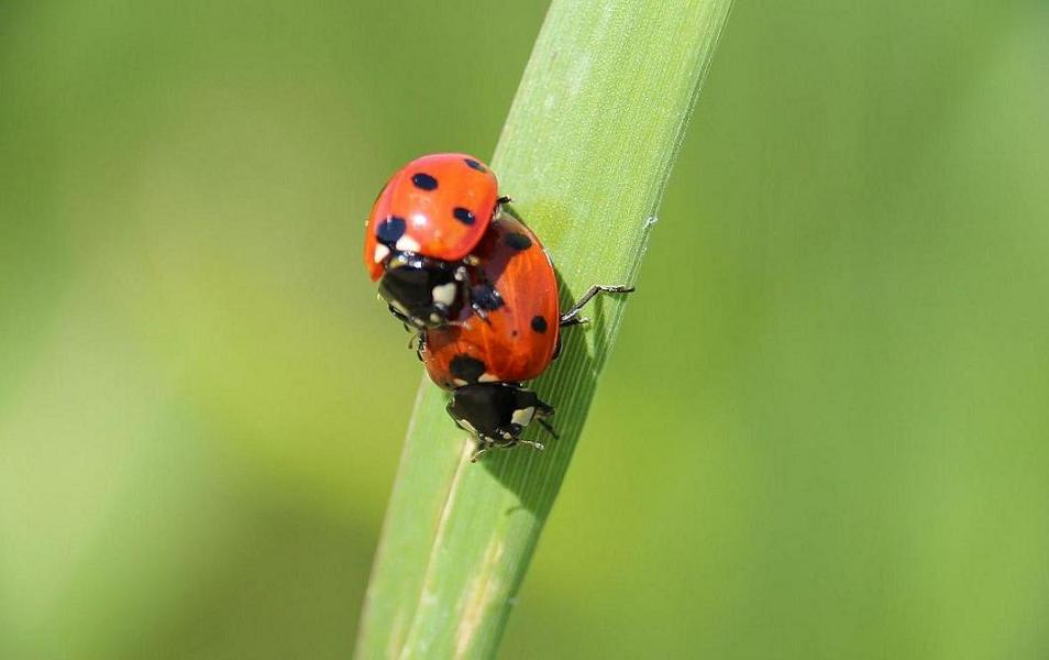 COCCINELLE1.jpg