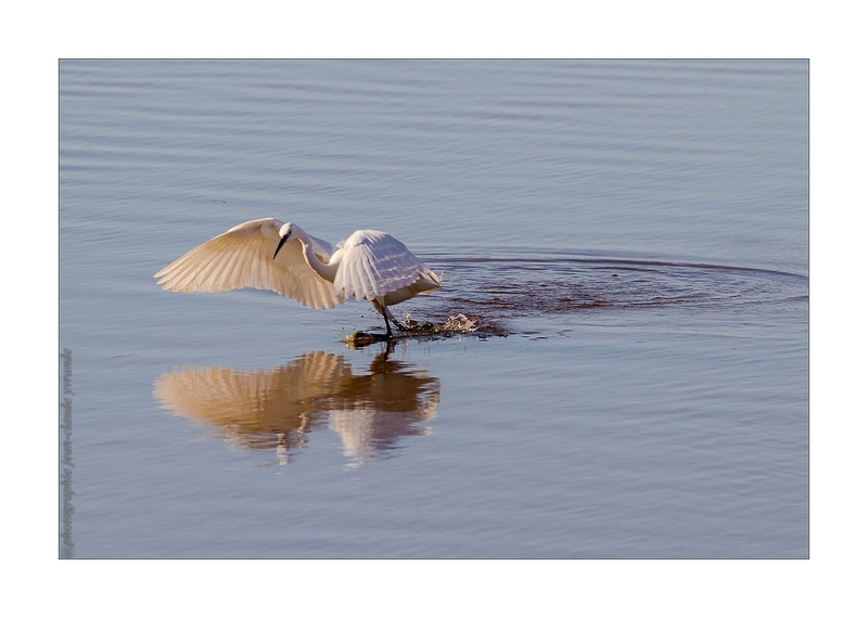 aigrette garzette en pêche 1.jpg