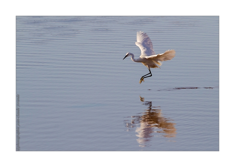 aigrette garzette envol 3.jpg