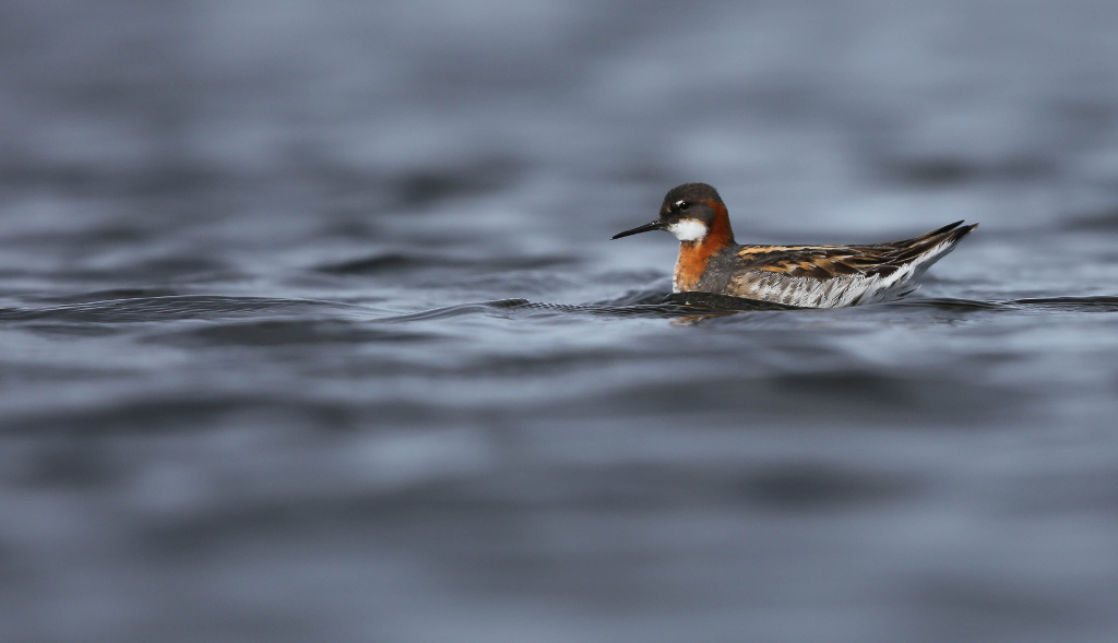 Phalarope à bec étroit 2017-06 Vadso-3IN.jpg