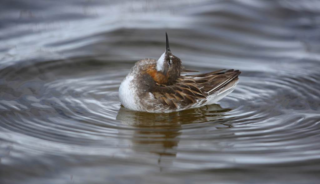 Phalarope à bec étroit 2017-06 Vadso-2IN.jpg