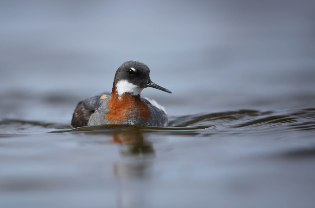 Phalarope à bec étroit 2017-06 VadsoIN.jpg