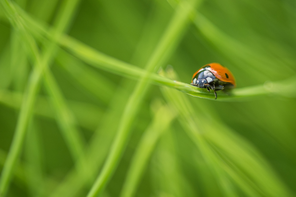 Coccinelle_à_7_points.jpg