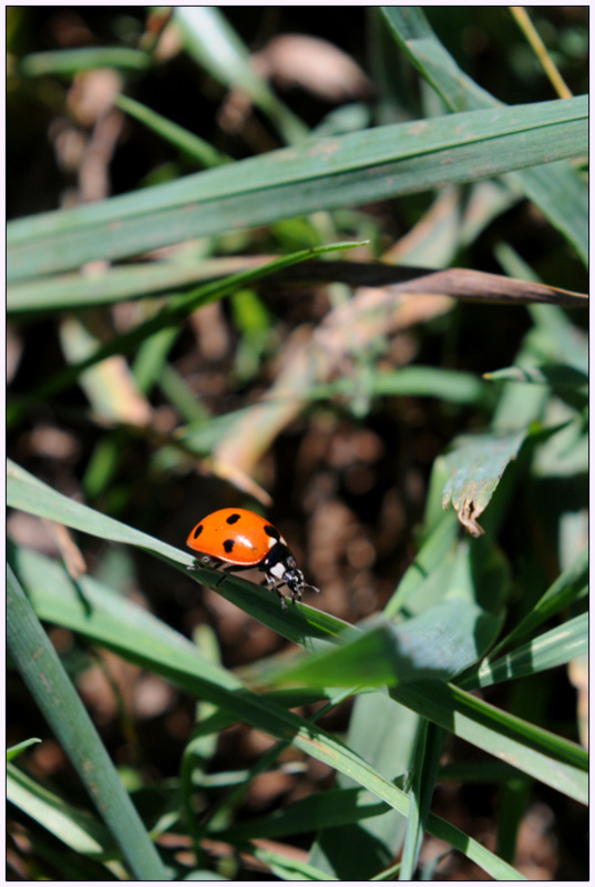 coccinelle_i&n-2.JPG