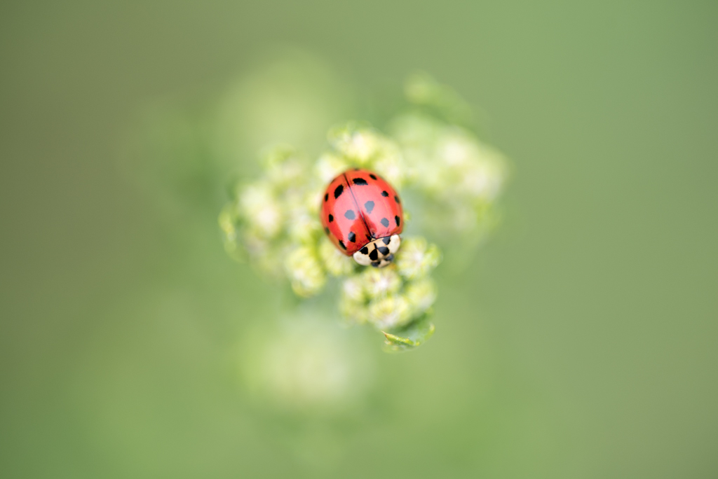 Coccinelle-3.jpg