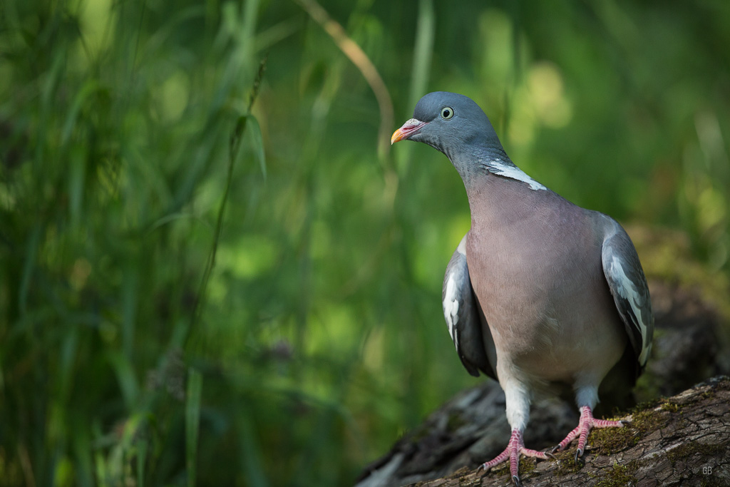 Pigeon Ramier (Columba palumbus) (2).jpg