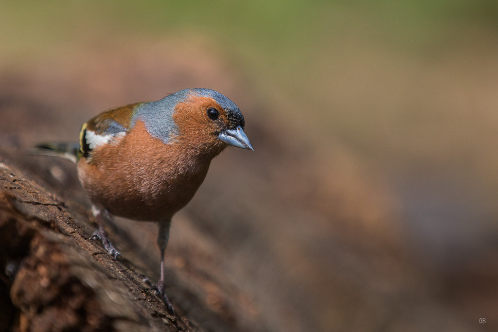 Pinson des Arbres (Fringilla coelebs) (2).jpg