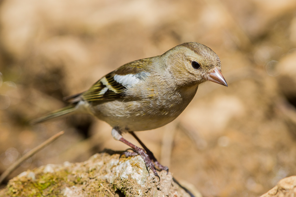 Pinson des Arbres (Fringilla coelebs) (3).jpg