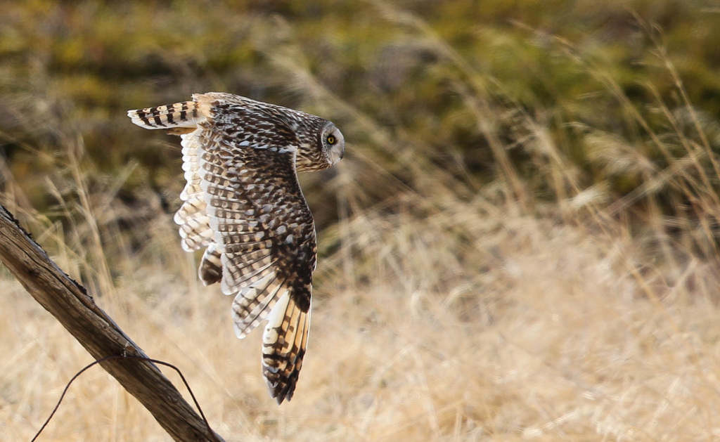 Hibou des marais 2017-06 KrampenesIN.jpg