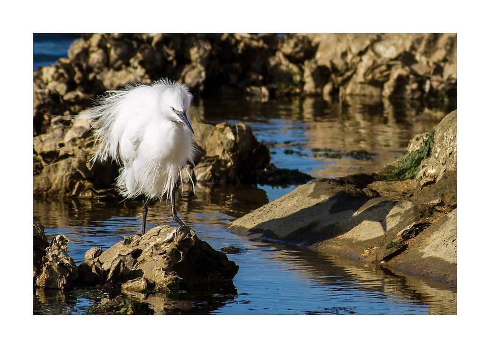 aigrette garzette.jpg