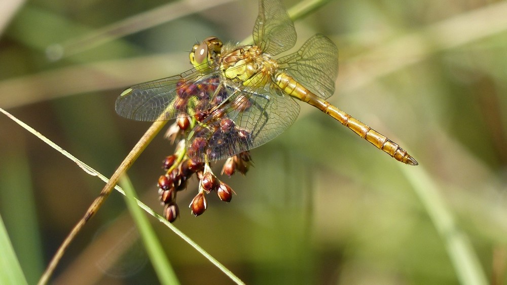 Sympetrum sanguineum (immature) - Etangs marron - Brenod - 17.07.2017.JPG