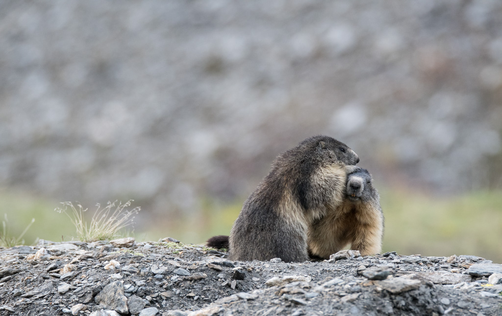 Marmotte_53.jpg