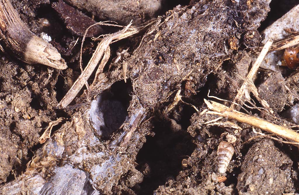 Atypus affinis chausette IN Jacques Rivière.jpg