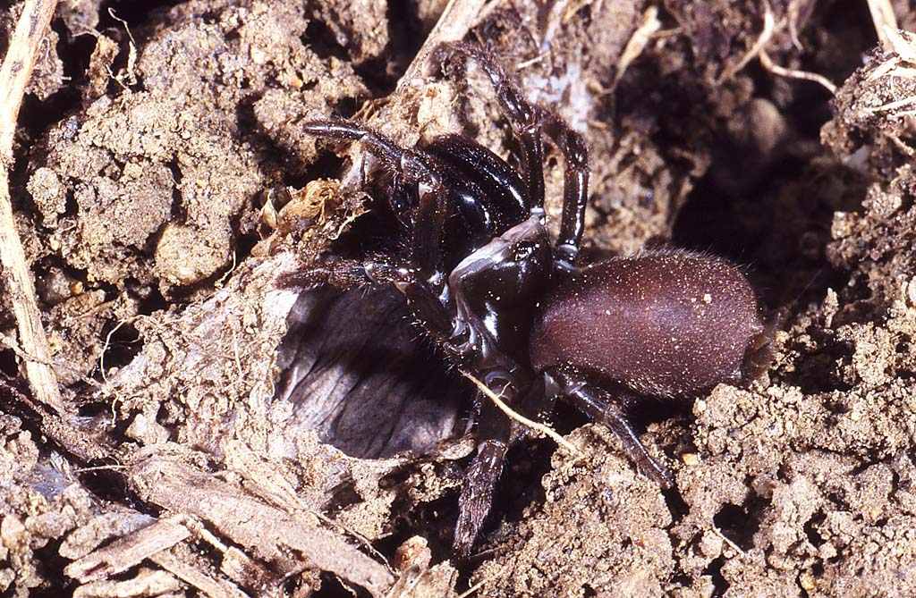 Atypus affinis F 3IN Jacques Rivière.jpg
