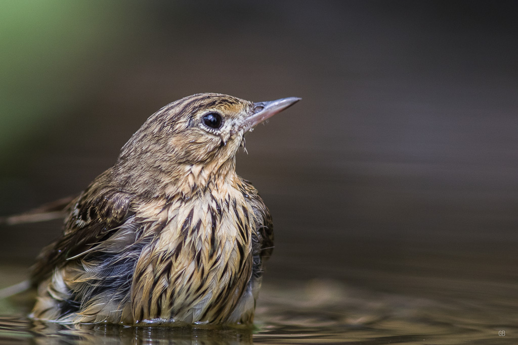 Pipit des arbres (Anthus trivialis)jpg (2).jpg