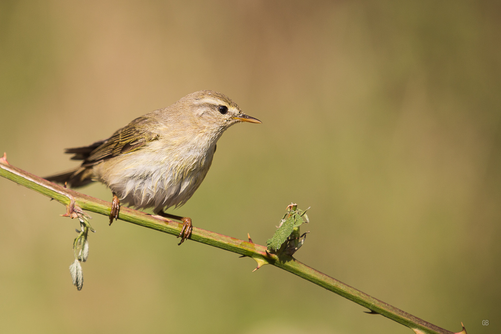 Pouillot Fitis (Phylloscopus trochilus) (2).jpg