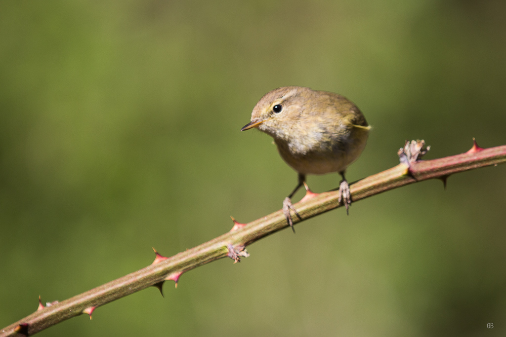 Pouillot Fitis (Phylloscopus trochilus) (5).jpg