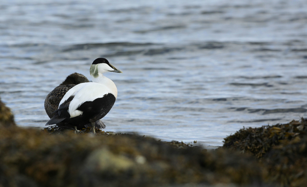 Eider à duvet 2017-06 NessebyIN.jpg